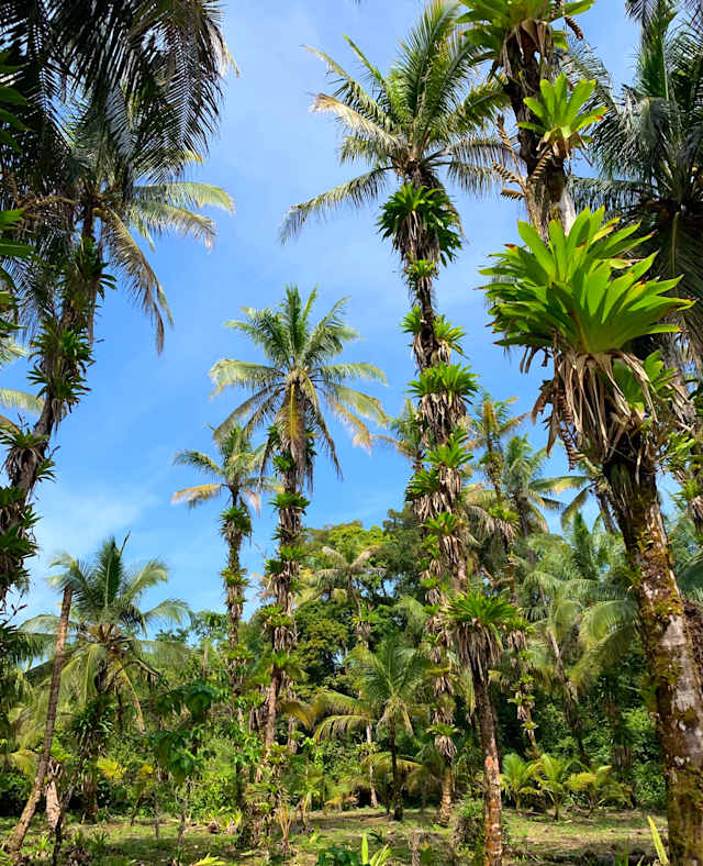 Panama: Pirates & Caribbean Coast photo 1