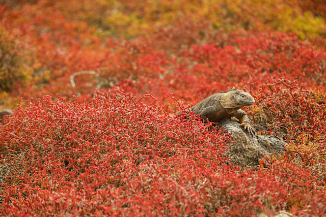 Galapagos Cruise & Machu Picchu Highlights  photo 3