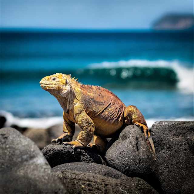 Galapagos Island Escape: Santa Cruz & San Cristobal photo 4