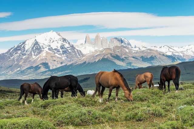 Patagonia Signature photo 2