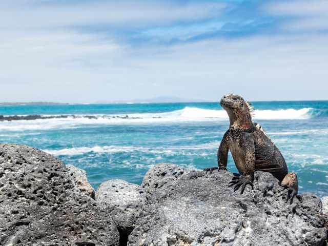 Galapagos Islands Cruise & Ecuador's Andes  photo 3