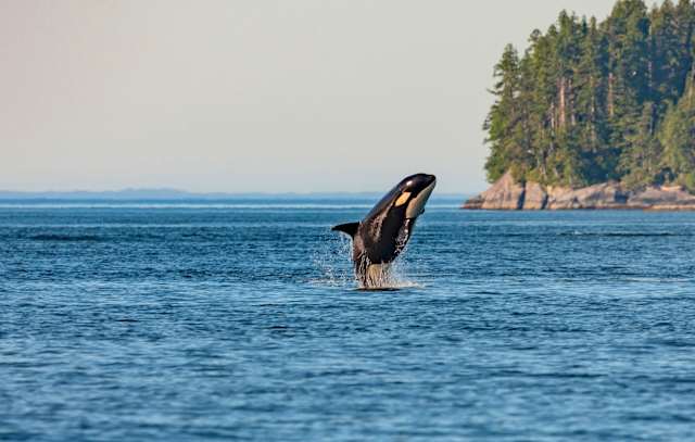 Rainforest to Sea: Klahoose Nation & British Columbia Grizzlies photo 4