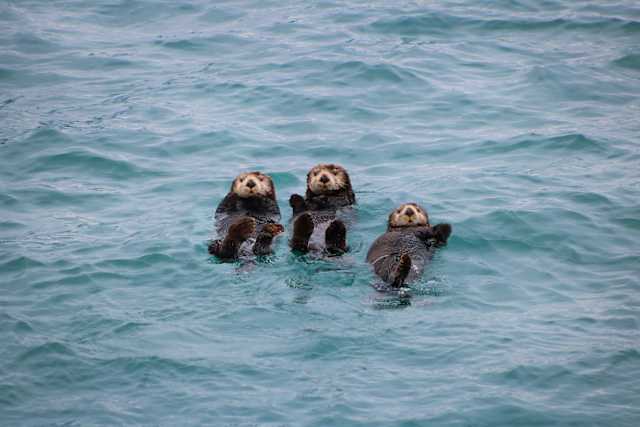 Luxury Inside Passage: Alaska & Canada by Land and Sea photo 3