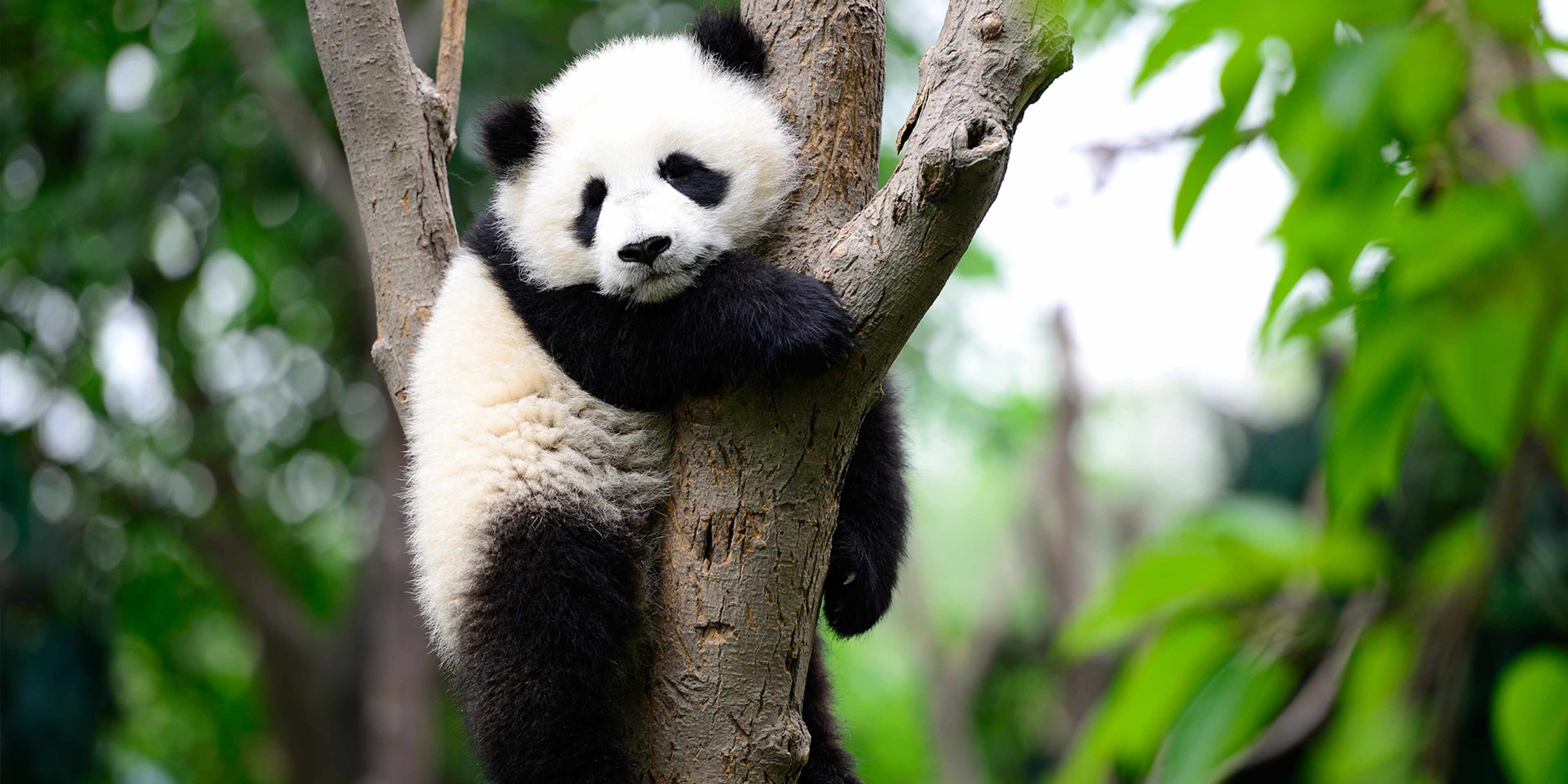 6 facts about pandas that will make your day