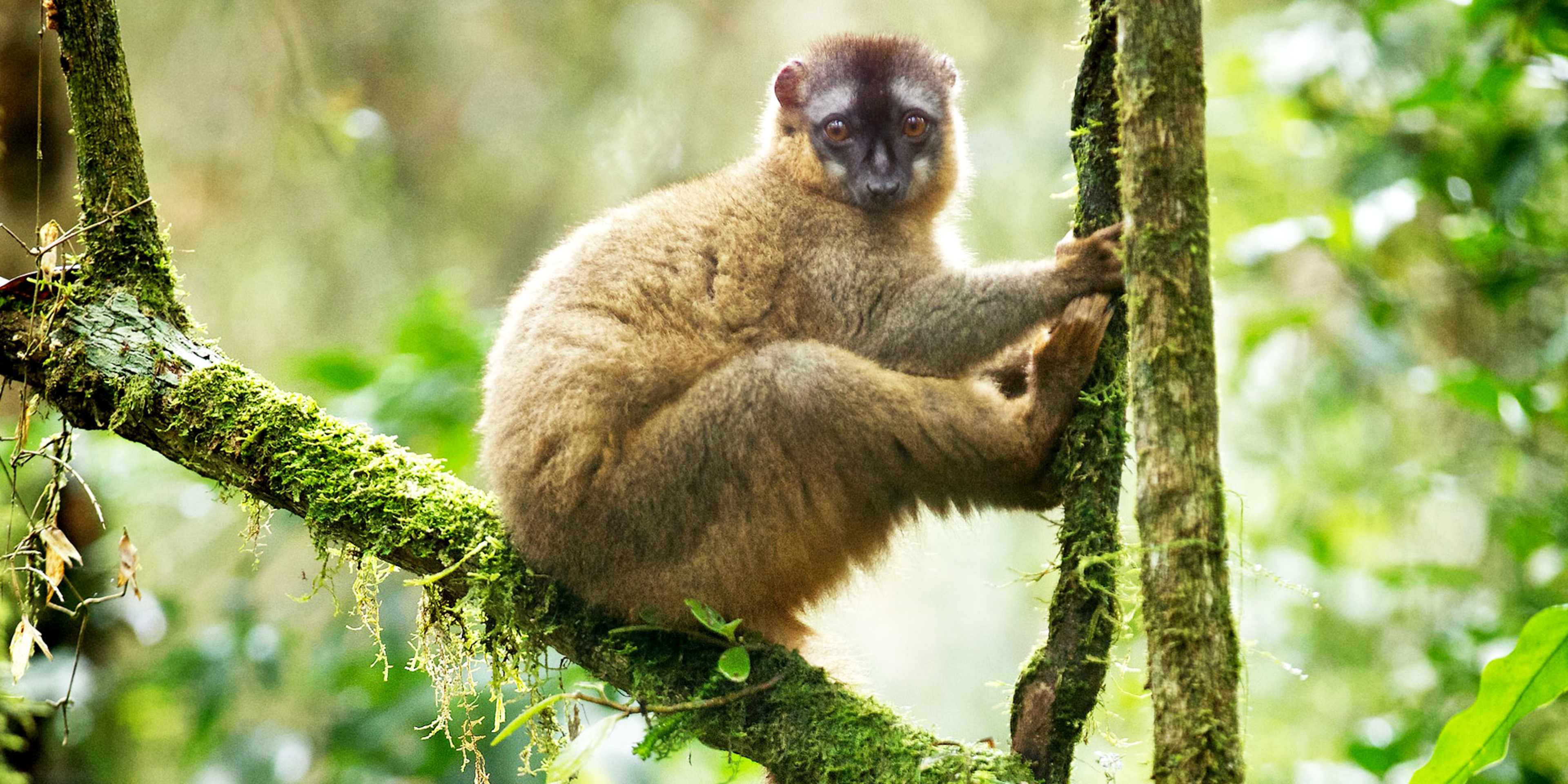 7 amazing animals unique to Madagascar