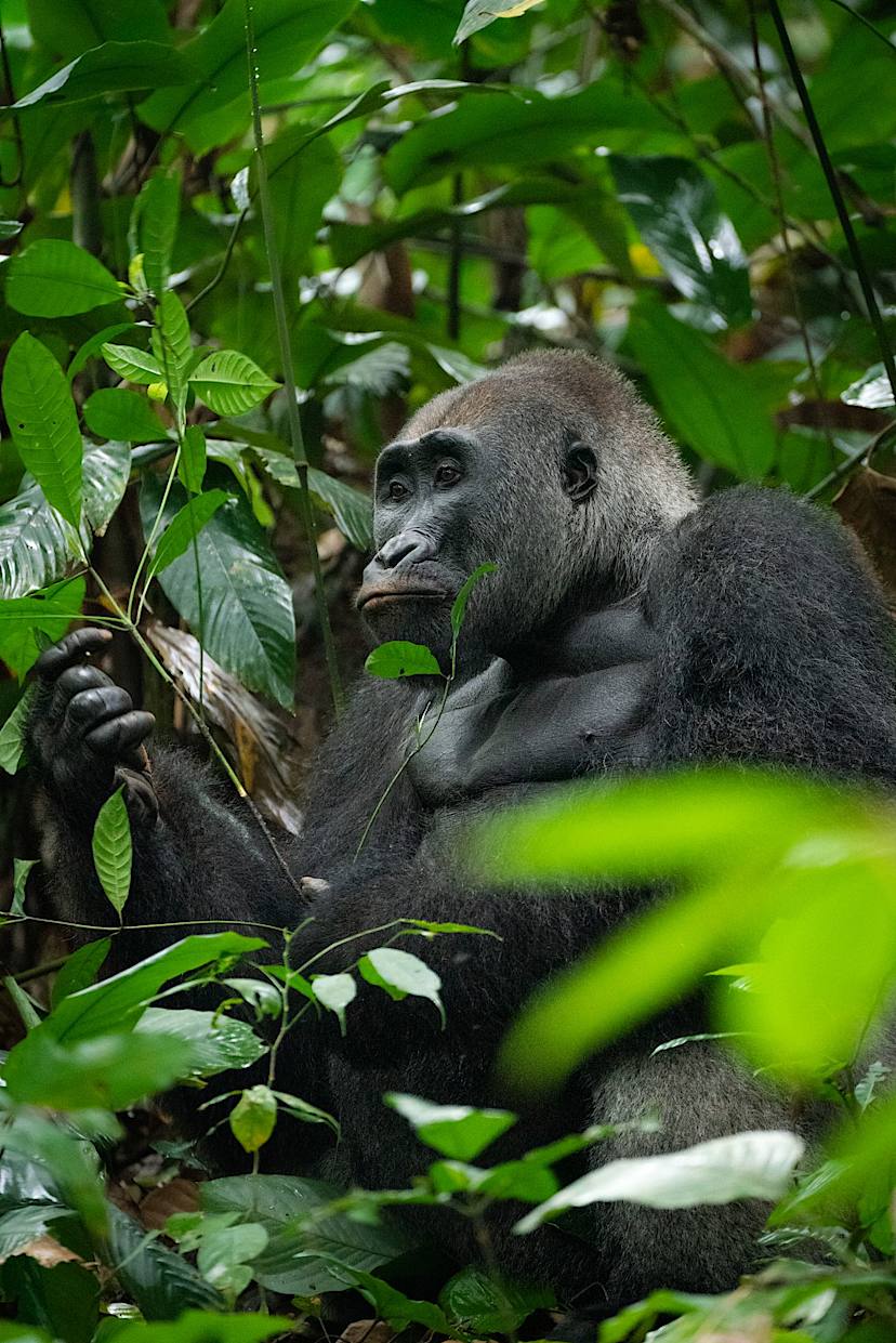 Western Lowland Gorilla