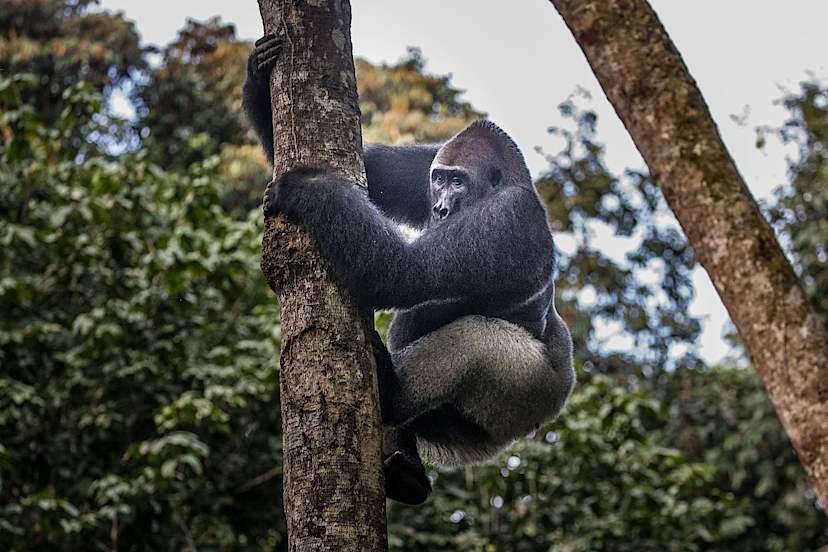 Western Lowland Gorilla