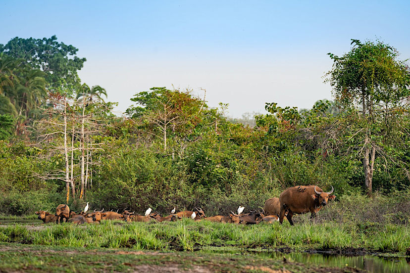 Forest Buffalo