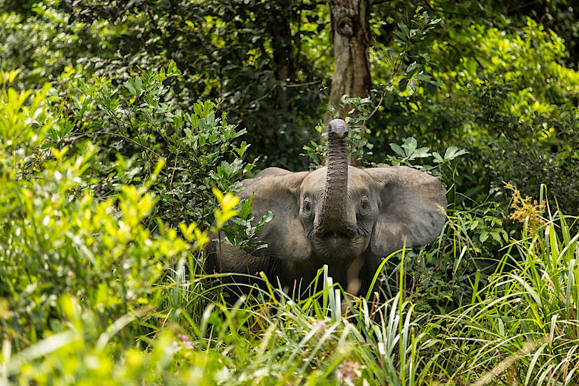 Forest Elephant