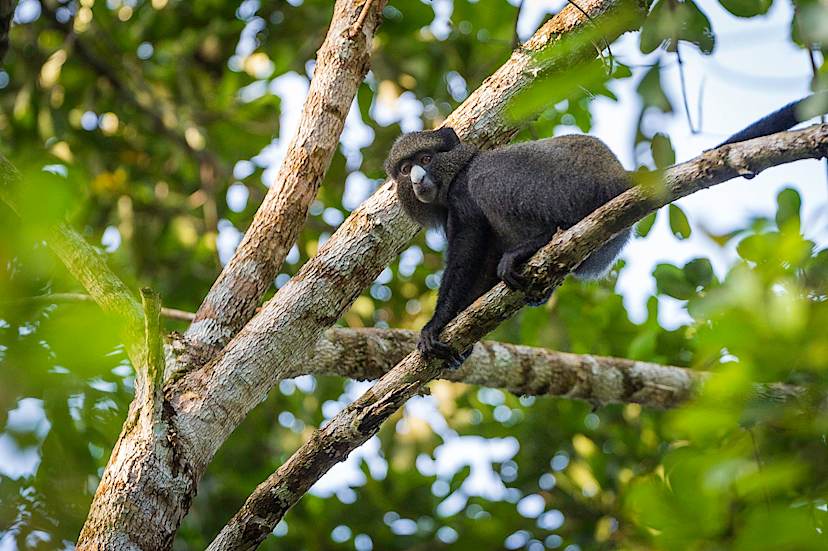 Primates of Odzala