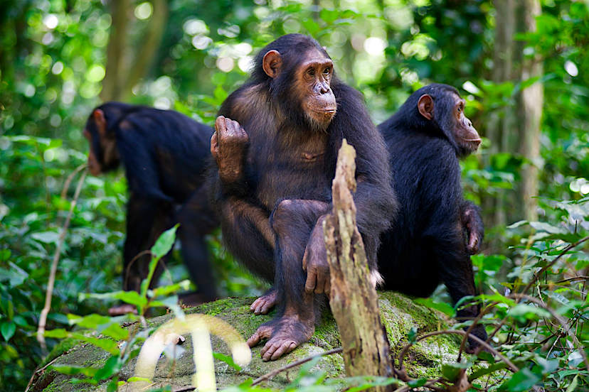 Chimpanzee Trek