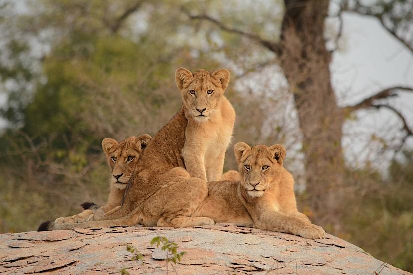 AMBOSELI