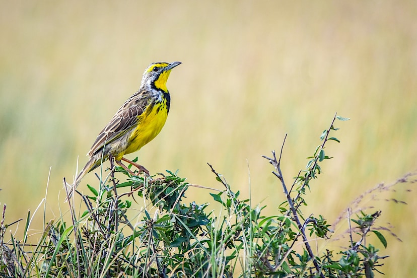 Yellow-Throated Longclaw