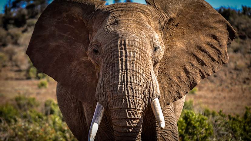 Elephant