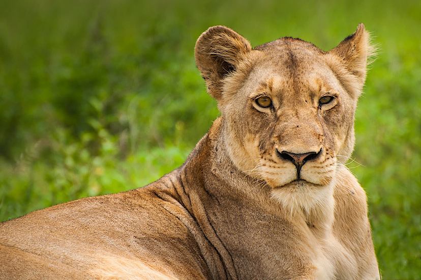 TIMBAVATI GAME RESERVE