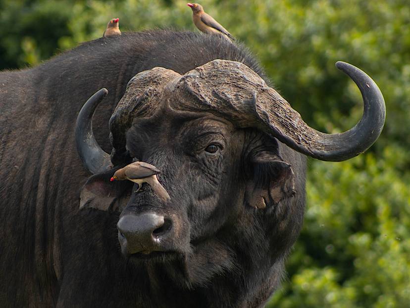Cape Buffalo