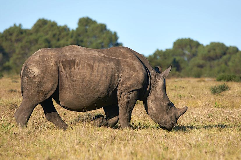 Mugie Rhino Sanctuary