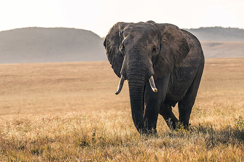 Lewa Wilderness