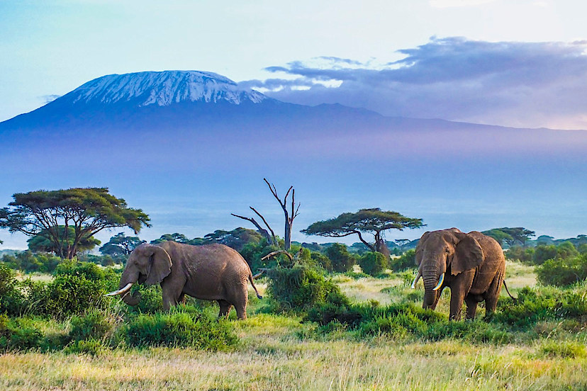 Elephants