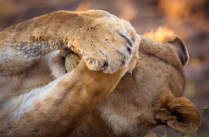 LEWA CONSERVANCY