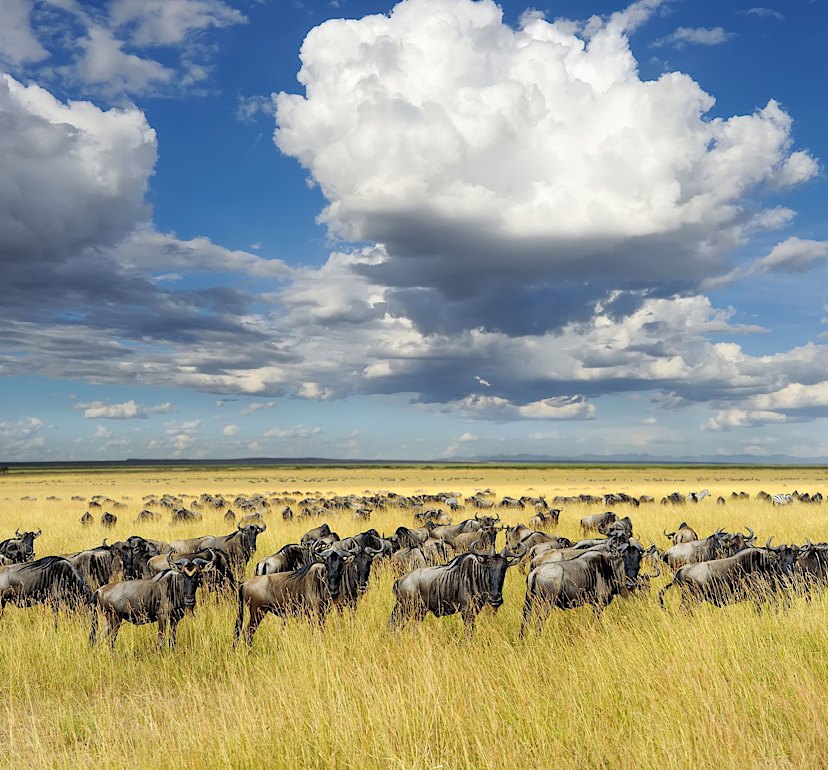Wildebeest Migration
