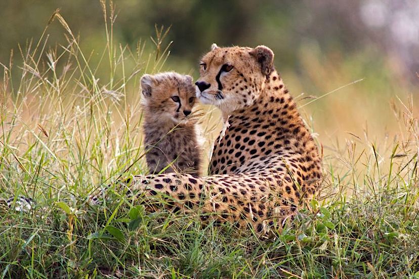 Cheetah