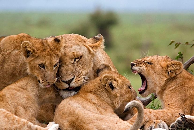 Lions