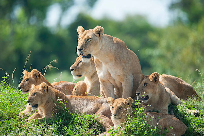 MASAI MARA