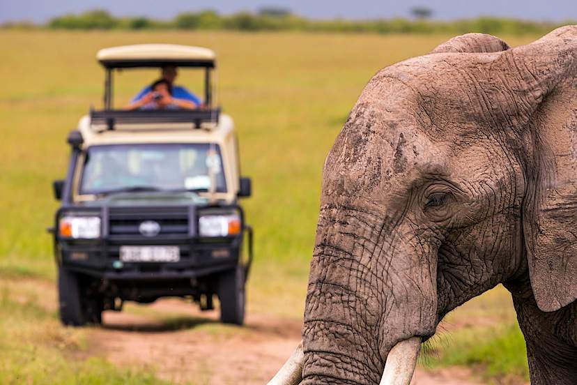 Elephant