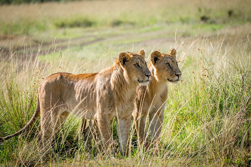 Lions
