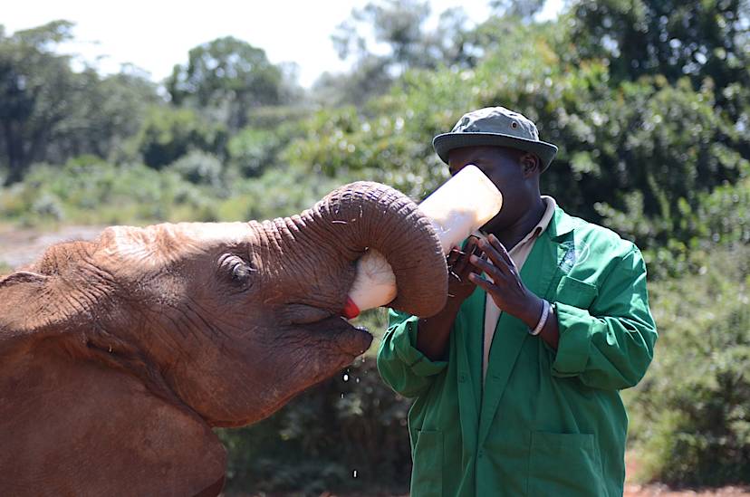 Elephant Orphanage