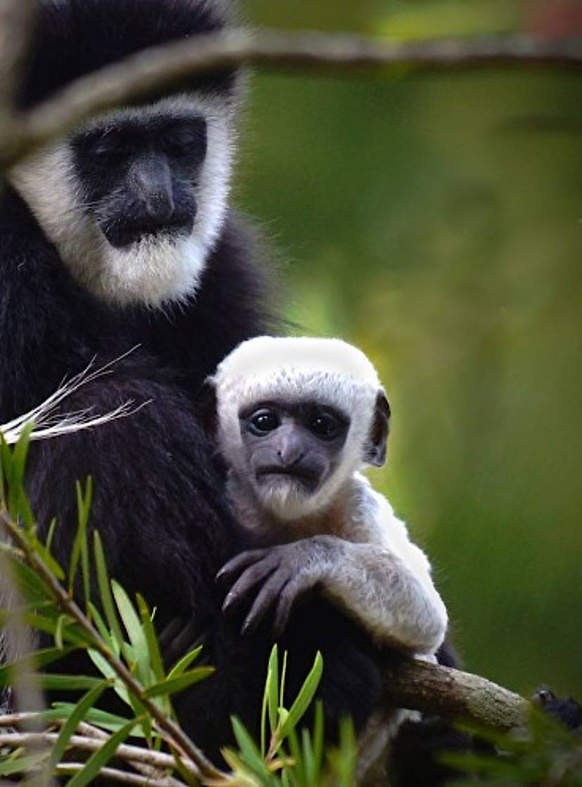 NAIROBI TO OL PEJETA CONSERVANCY