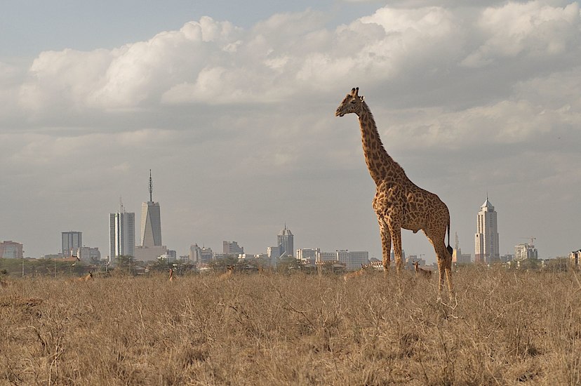 Giraffe in Nairobi National Park
