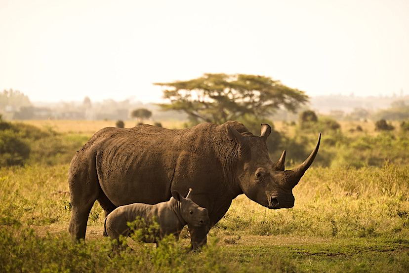 Rhinos in Nairobi National Park