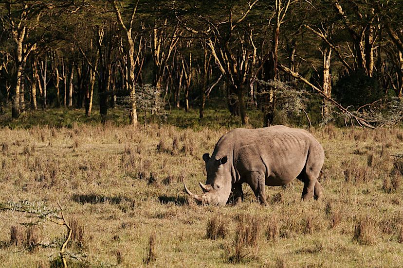 NAKURU