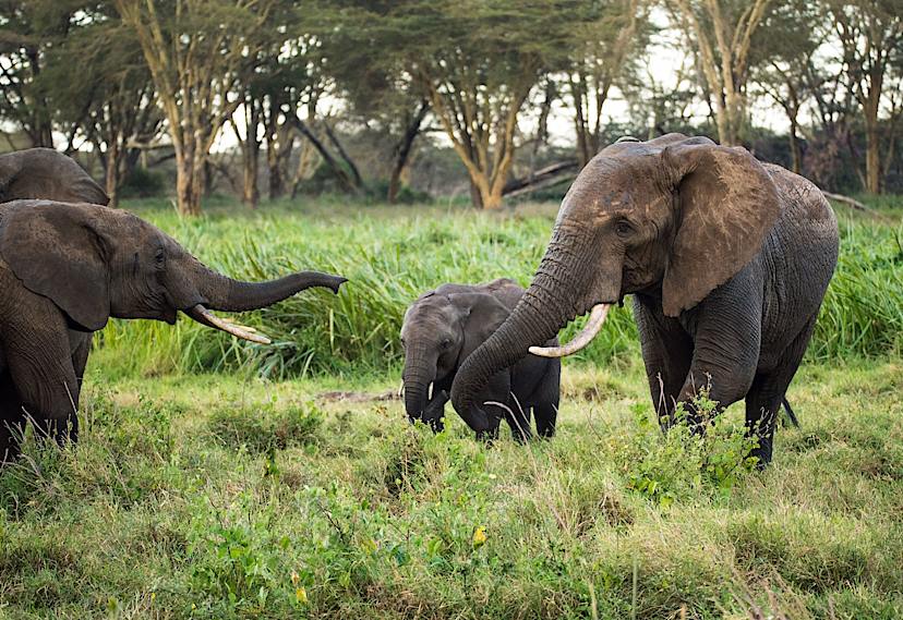 Elephants