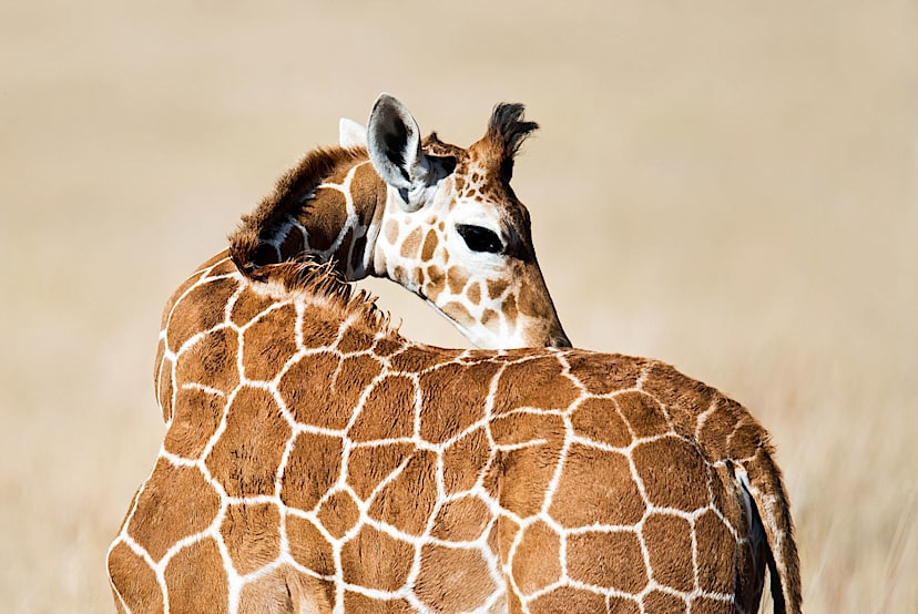LEWA CONSERVANCY