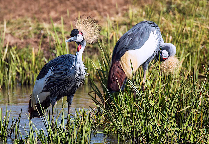 Cranes