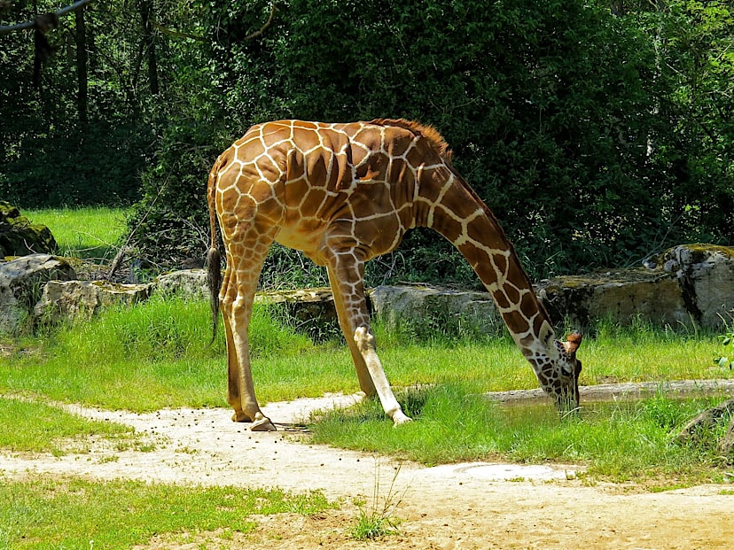 Rare Reticulated Giraffe