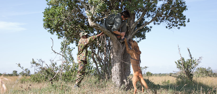 Dog Tracking