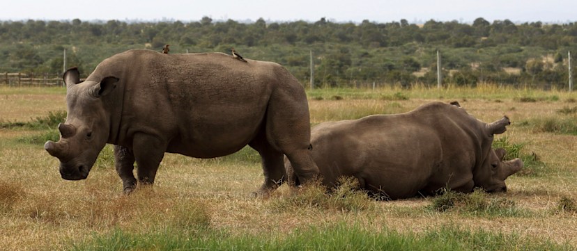 Rhinos at Ol Pejeta