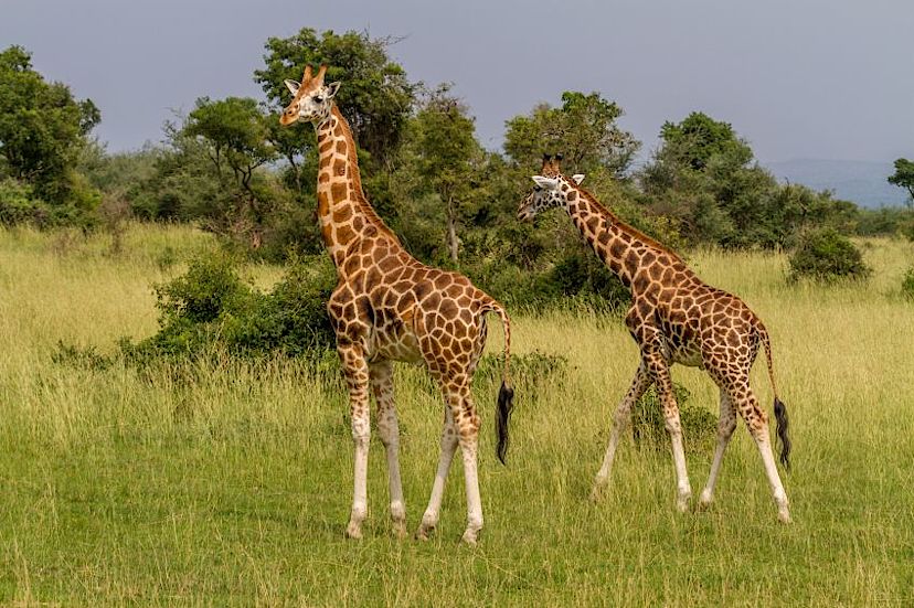 Giraffes