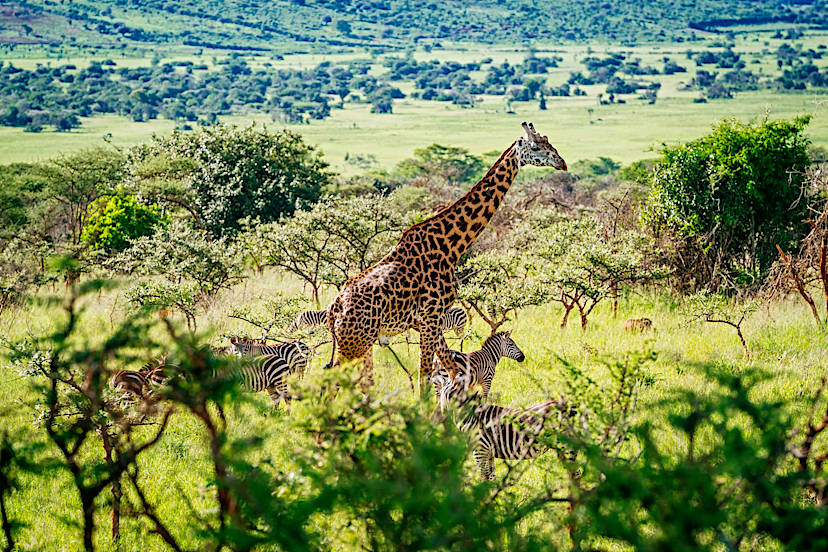 Akagera National Park