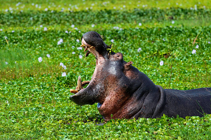 Akagera National Park