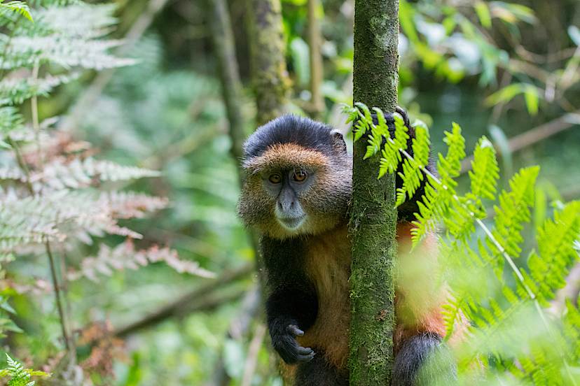 Golden Monkey