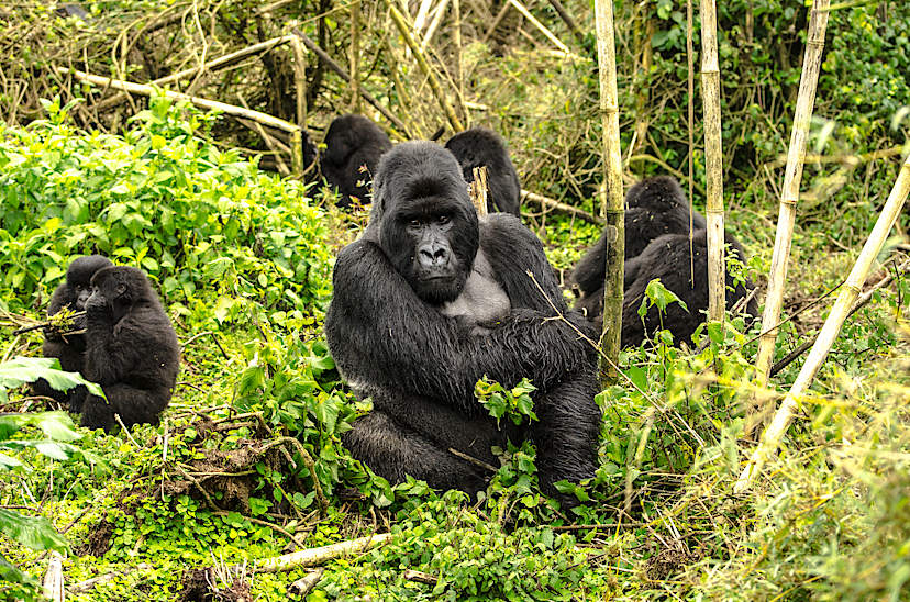 Silverback Gorillas