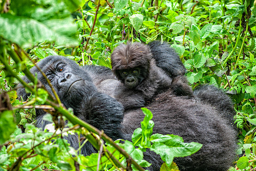 Gorilla Family