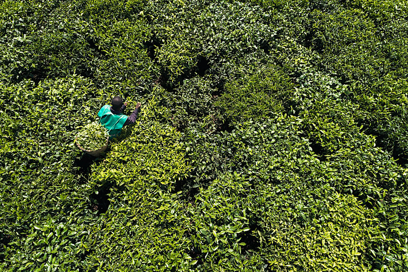 NYUNGWE