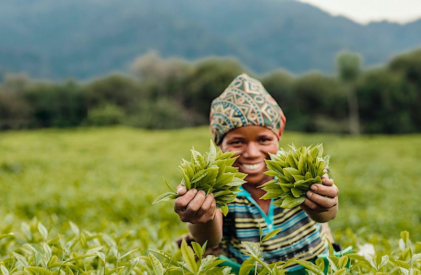 Optional: Tea Picking
