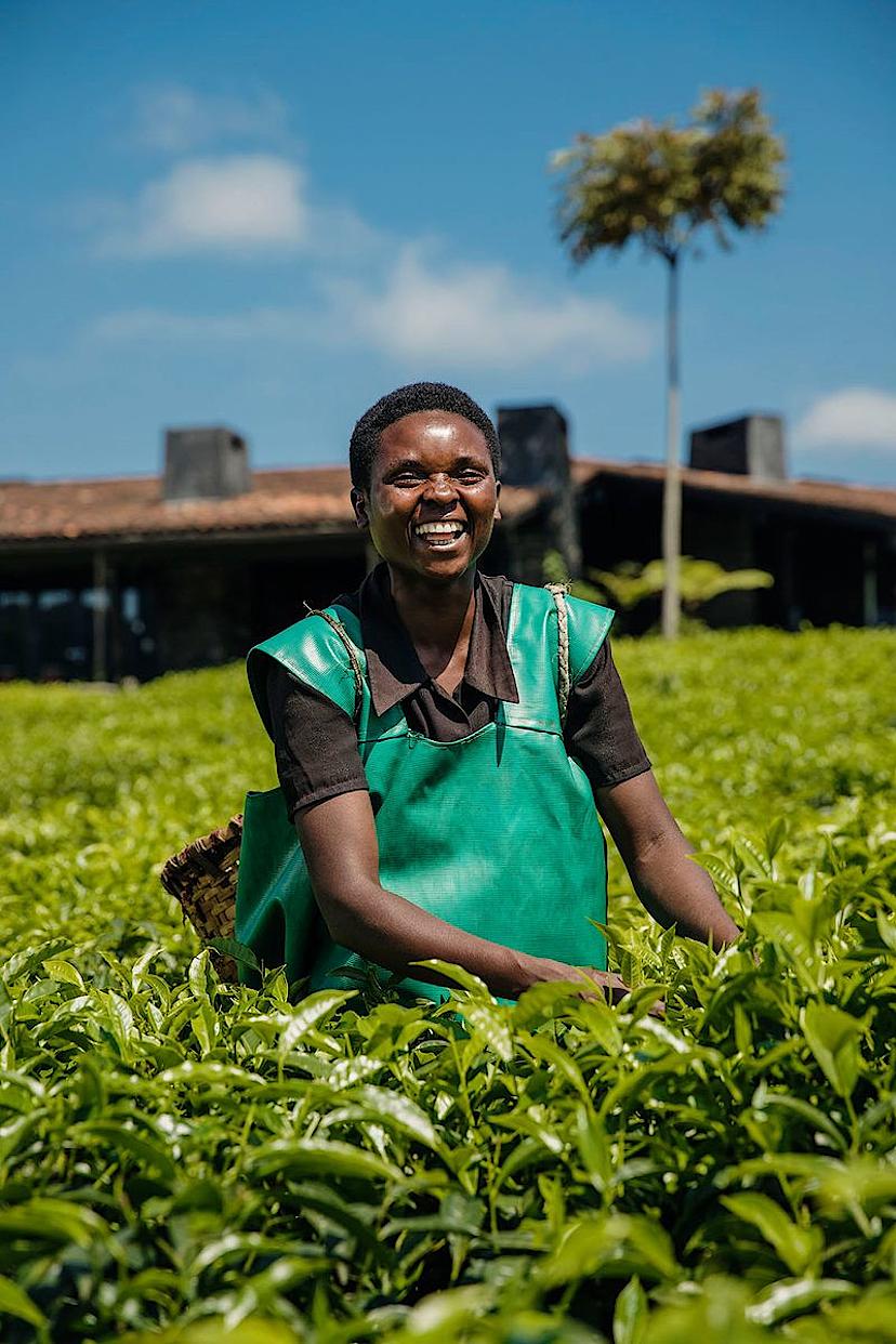 Tea Picker